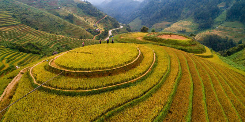 Rizières en terrasses de Chine